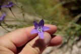 Campanula alberti