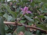 Lycium chinense