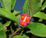 Euonymus europaeus
