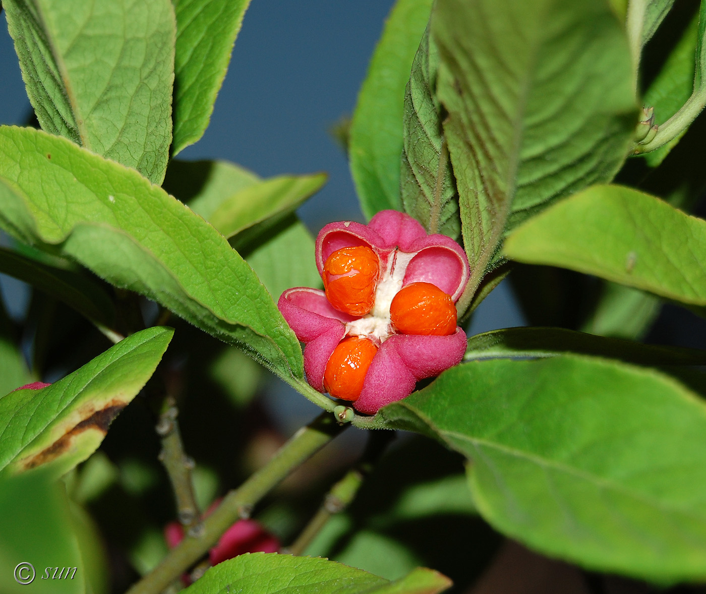 Изображение особи Euonymus europaeus.