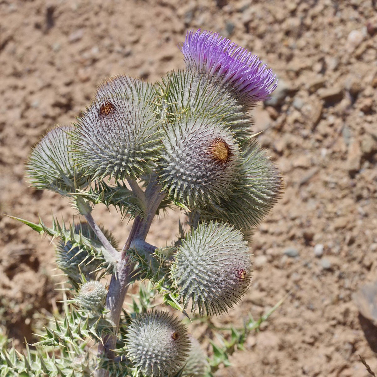 Image of Olgaea nivea specimen.