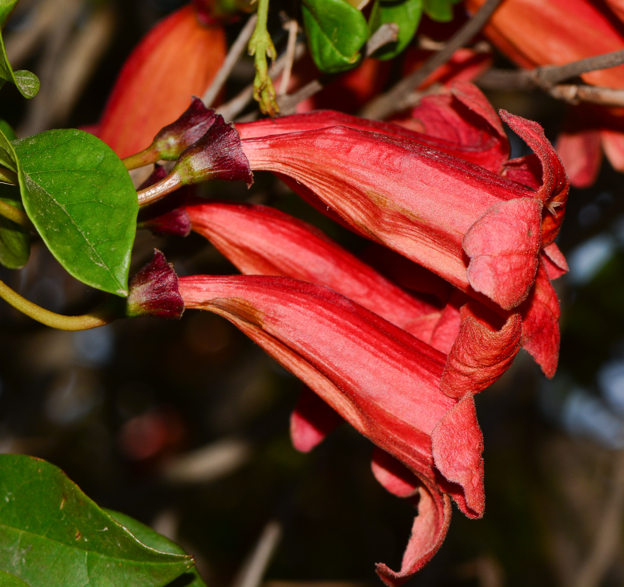 Image of Bignonia capreolata specimen.