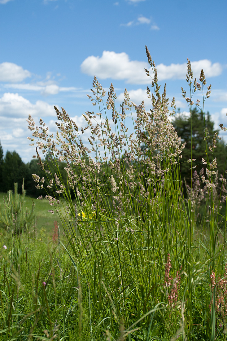 Image of Dactylis glomerata specimen.