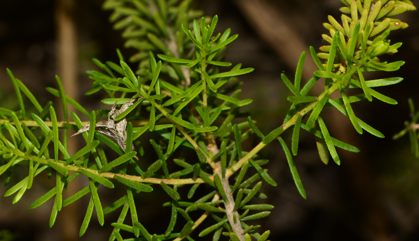 Image of Calothamnus quadrifidus specimen.