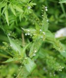 Veronica anagallis-aquatica. Побег с соцветиями. Орловская обл., национальный парк \"Орловское полесье\". 03.07.2007.