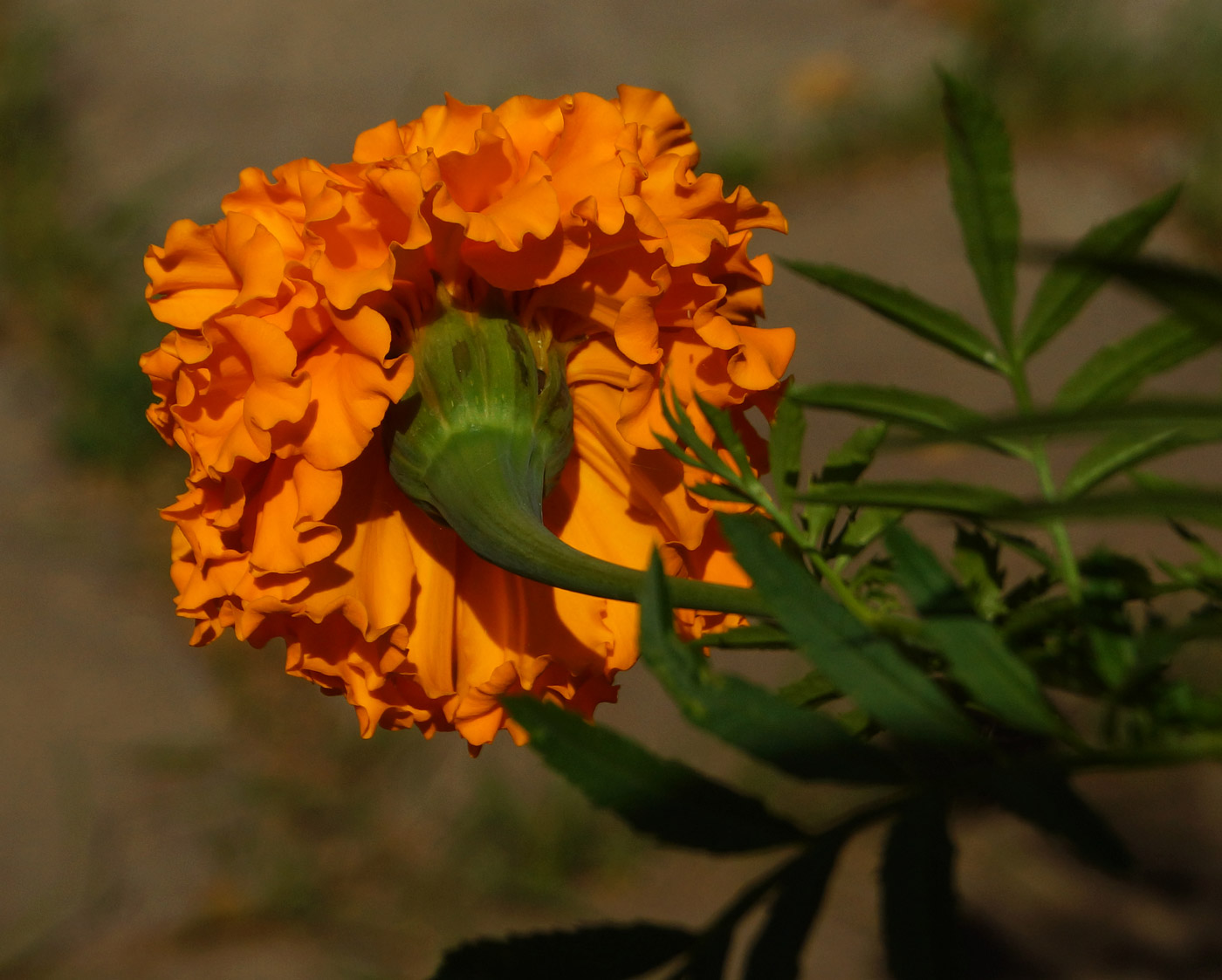 Image of Tagetes erecta specimen.