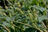 Persicaria scabra