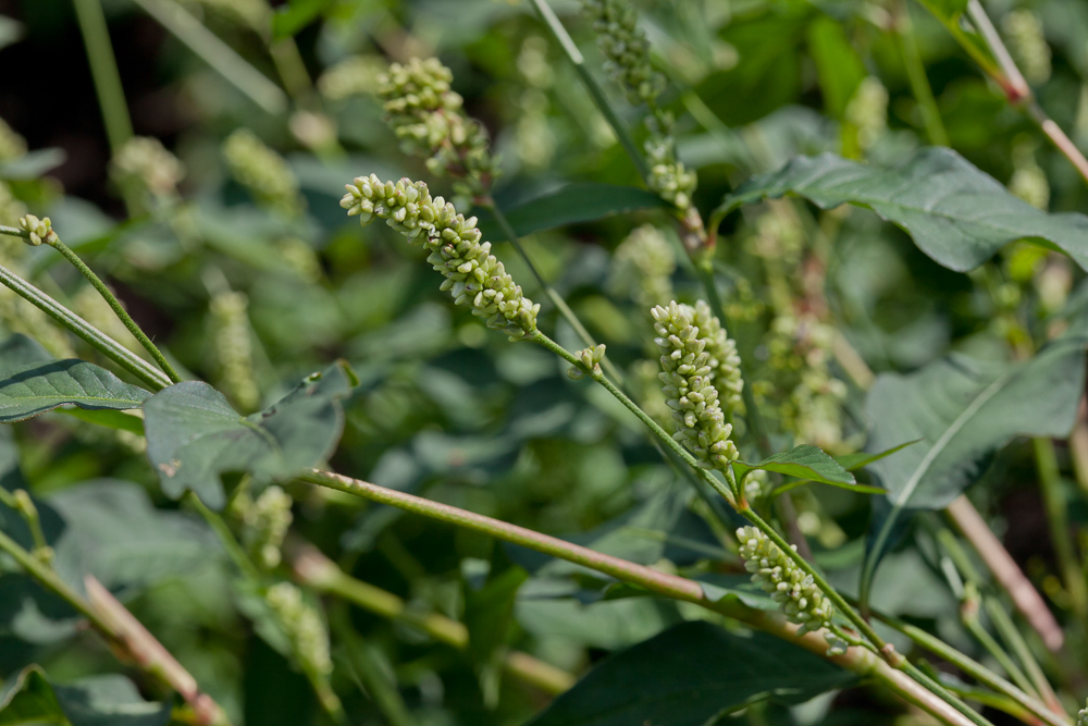 Image of Persicaria scabra specimen.