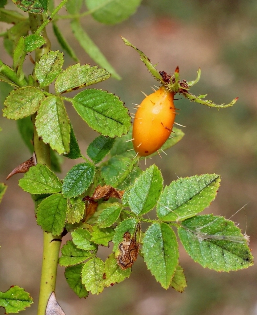 Image of Rosa rubiginosa specimen.