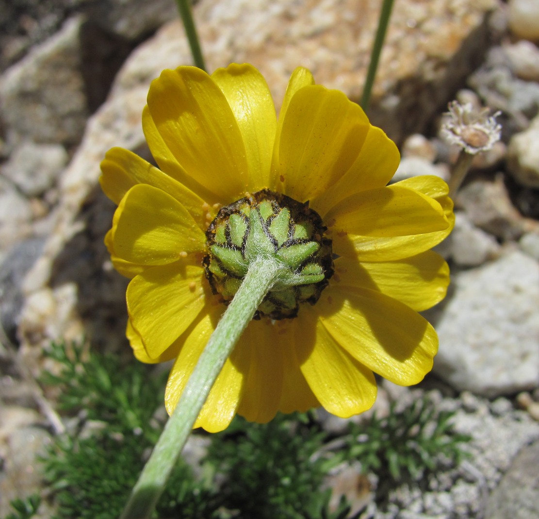 Image of Anthemis sosnovskyana specimen.