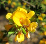 Pultenaea villosa