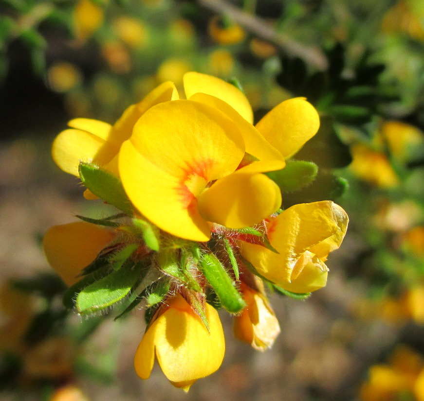 Изображение особи Pultenaea villosa.