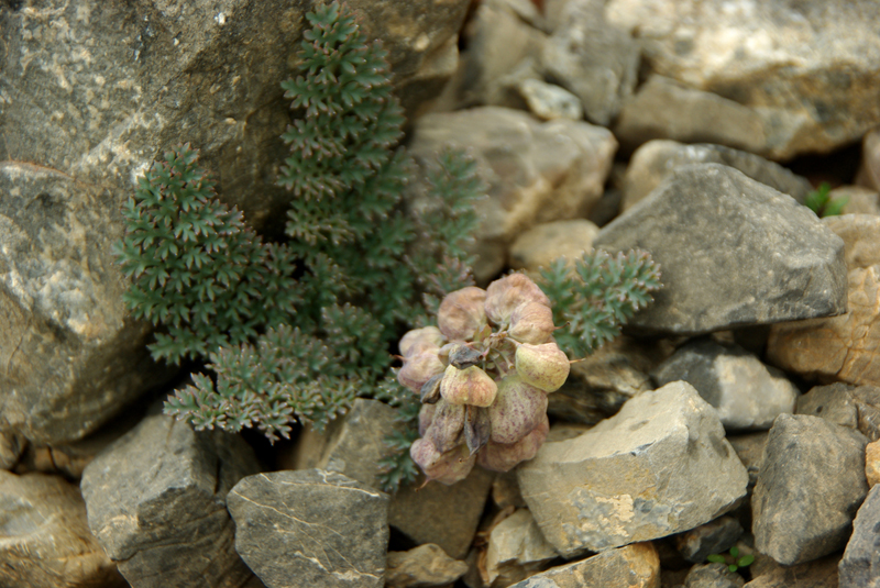 Image of Cysticorydalis fedtschenkoana specimen.