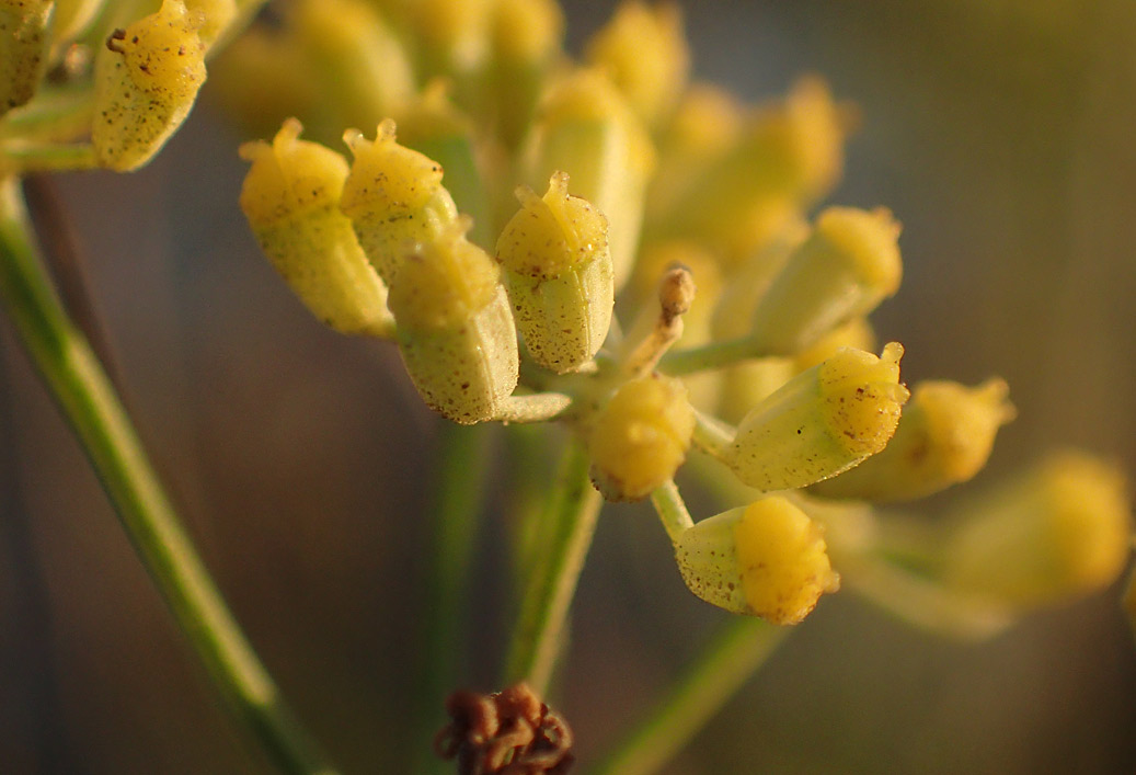 Image of Foeniculum vulgare specimen.