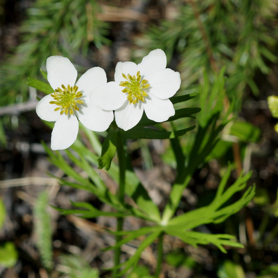 Image of Anemonastrum calvum specimen.