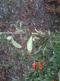 Pyracantha coccinea