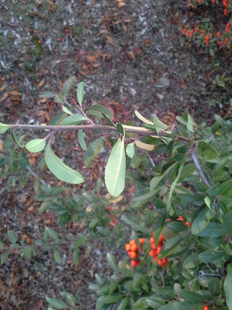 Image of Pyracantha coccinea specimen.