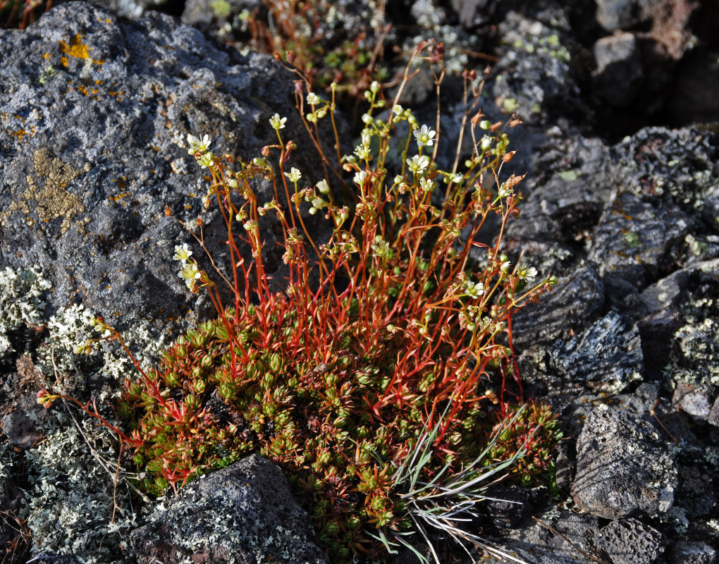 Изображение особи Saxifraga spinulosa.