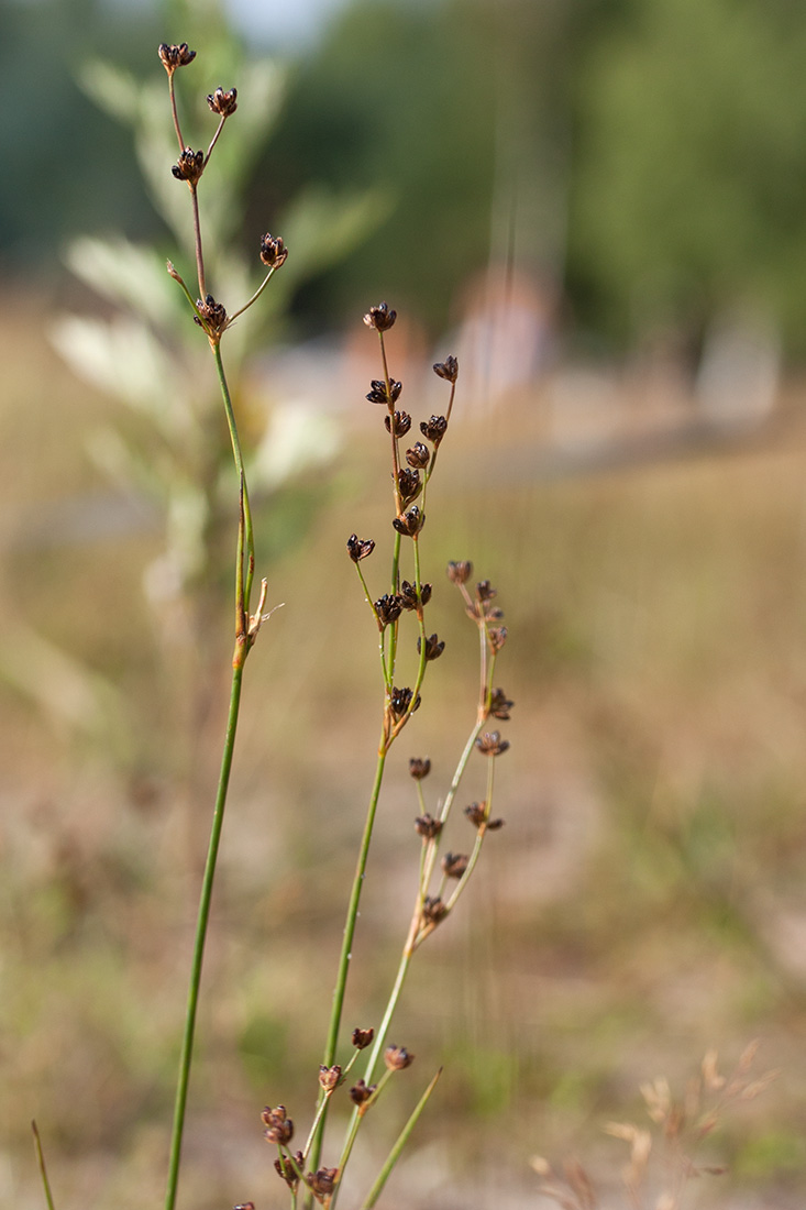 Изображение особи Juncus alpino-articulatus.