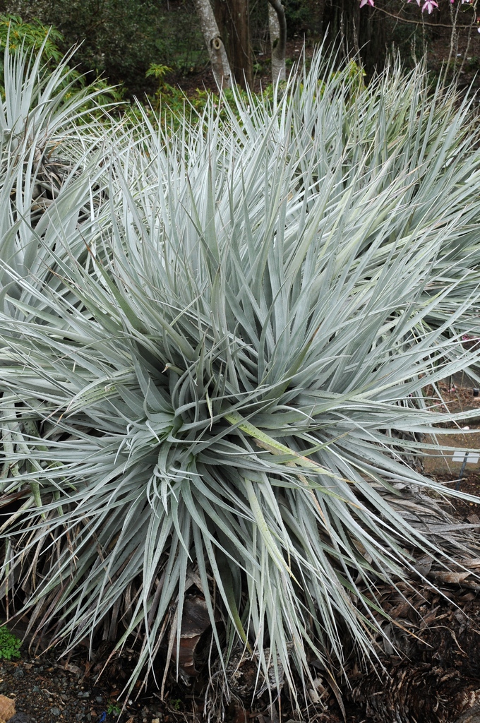 Изображение особи Puya venusta.