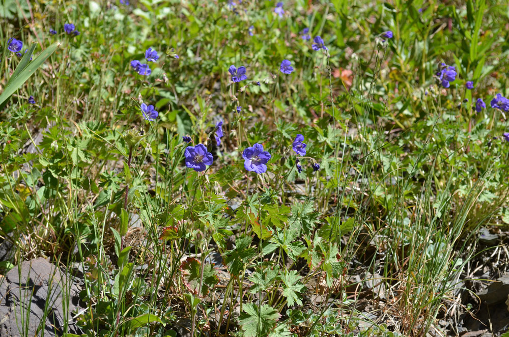 Image of Geranium himalayense specimen.