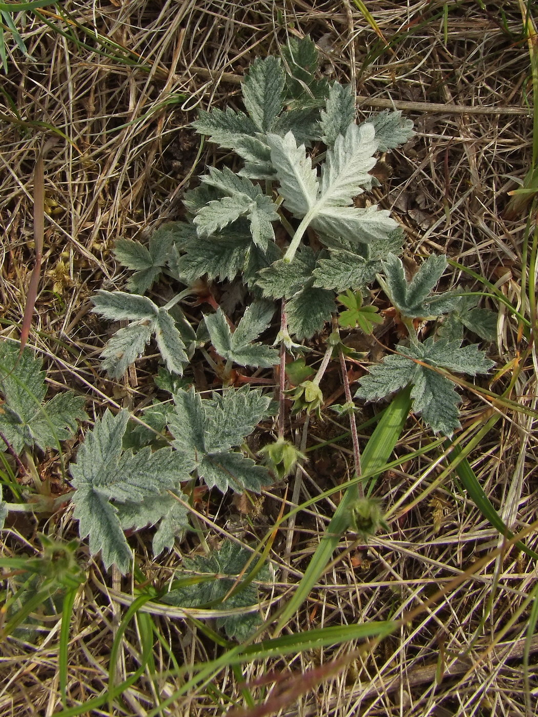 Изображение особи Potentilla nivea.