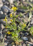 Senecio vernalis. Цветущее растение. Грузия, край Мцхета-Мтианети, окр. с. Дзвели-Ведзиси, выс. 790 м н.у.м., россыпь камней среди луга. 12.05.2017.