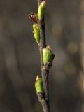 Salix hastata