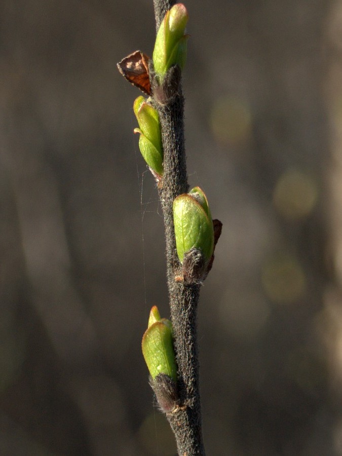 Image of Salix hastata specimen.