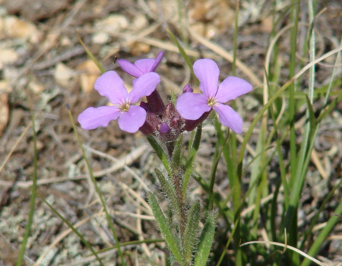 Image of Clausia aprica specimen.