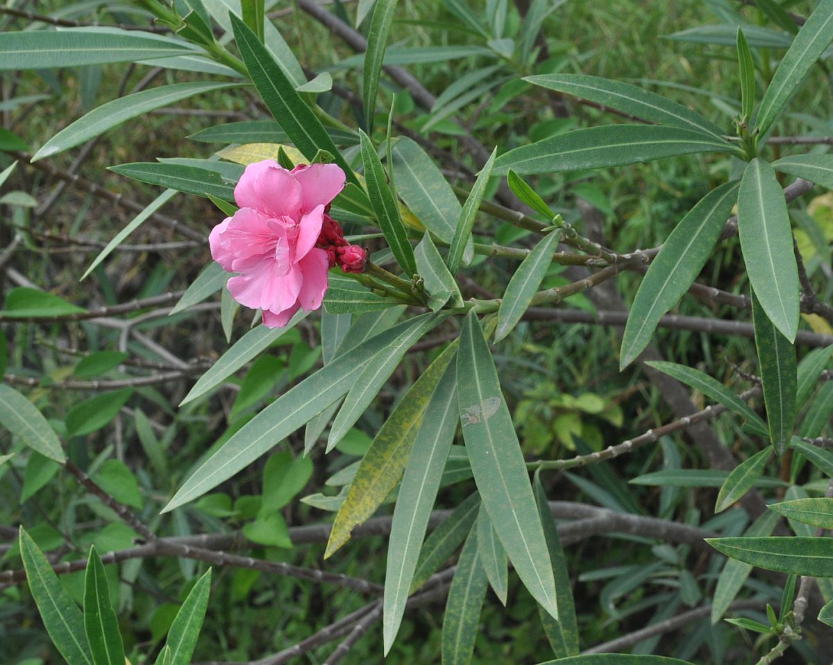 Изображение особи Nerium oleander.