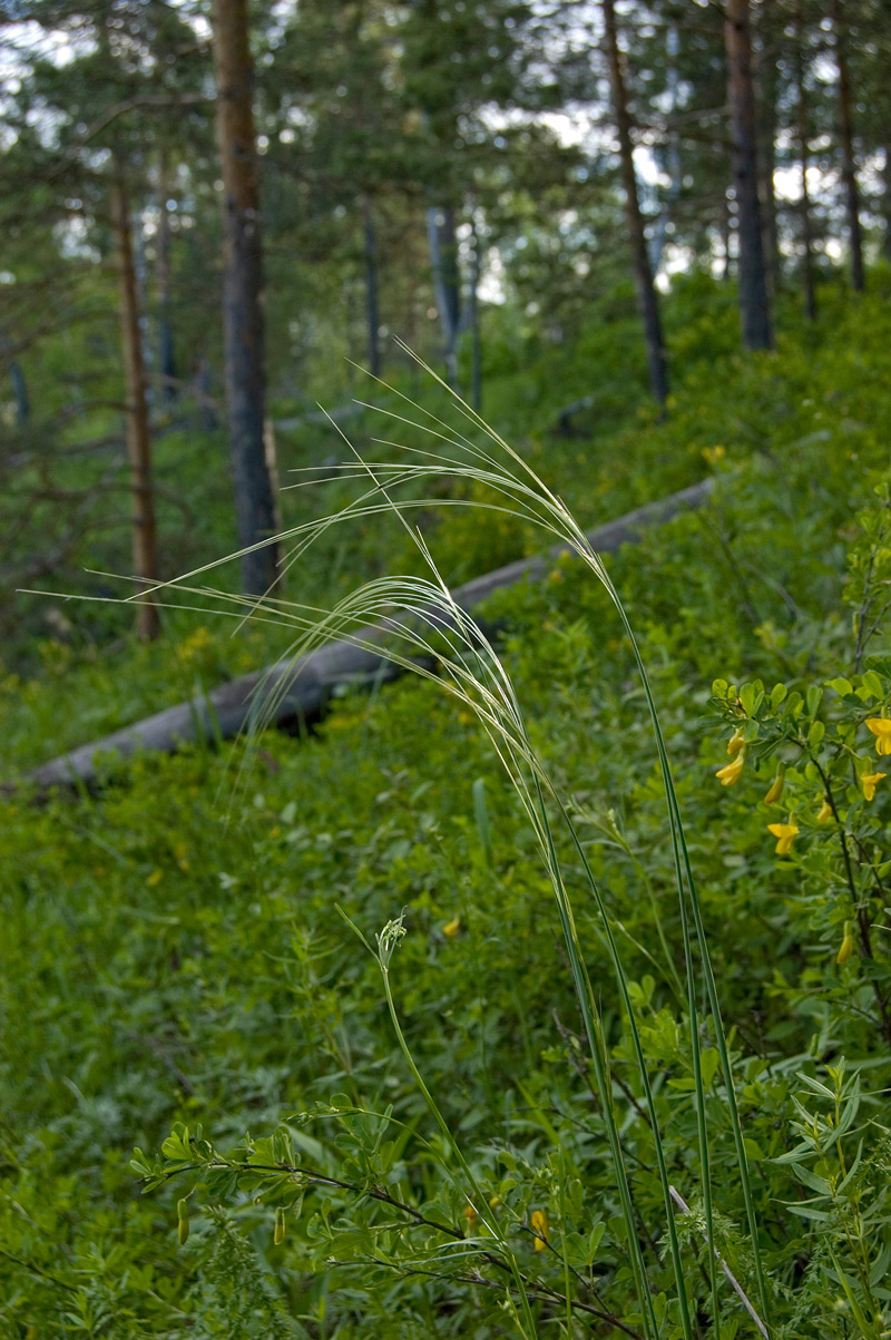 Изображение особи род Stipa.