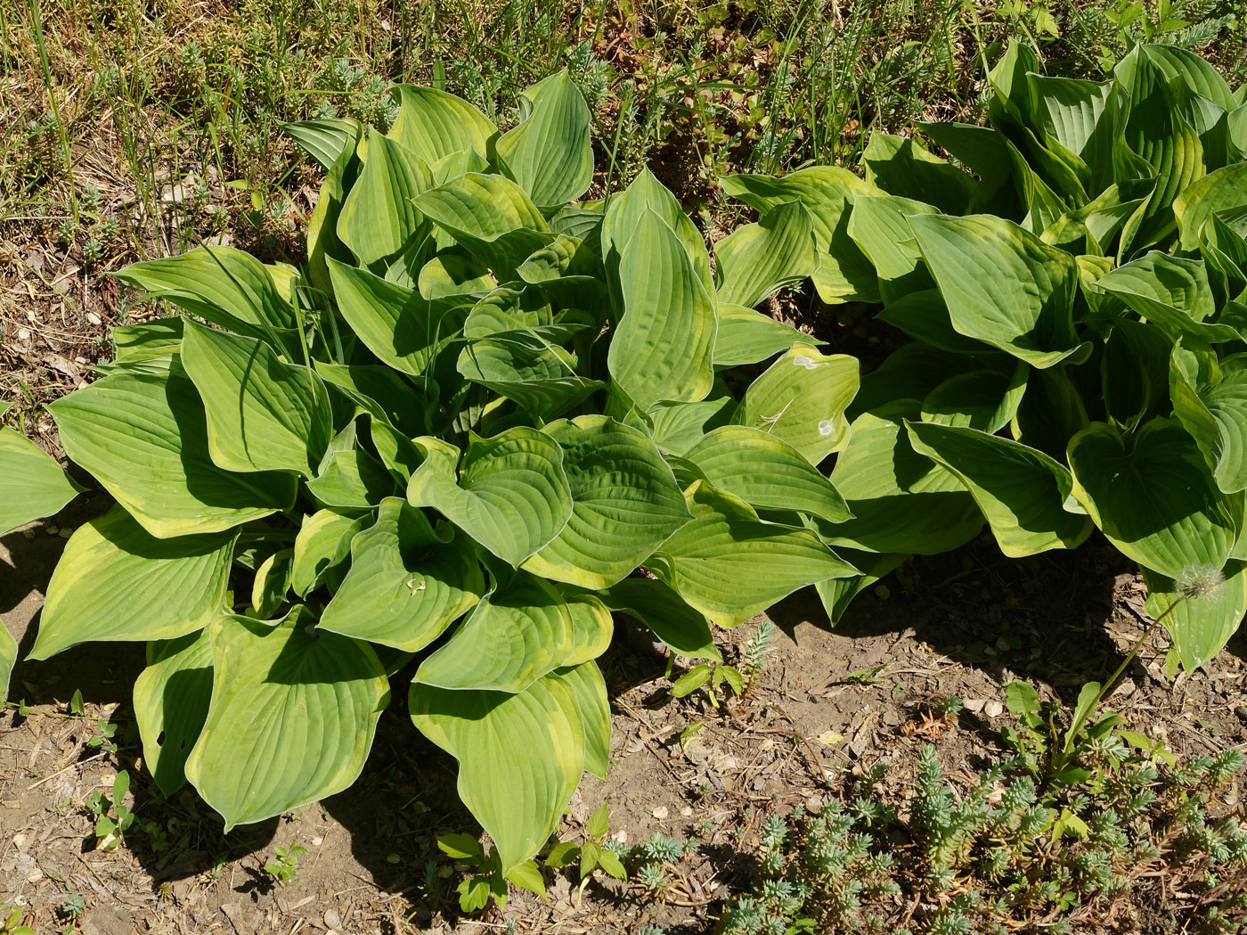 Изображение особи Hosta fortunei.