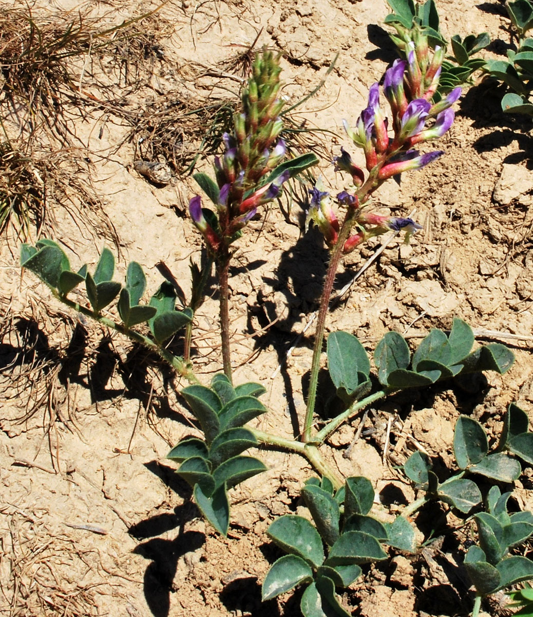 Изображение особи Glycyrrhiza hispida.