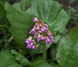 Bergenia crassifolia