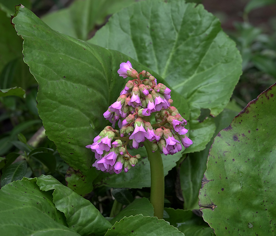 Изображение особи Bergenia crassifolia.