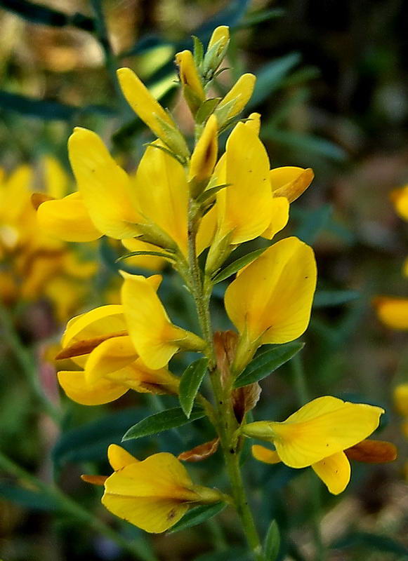 Image of Genista tinctoria specimen.