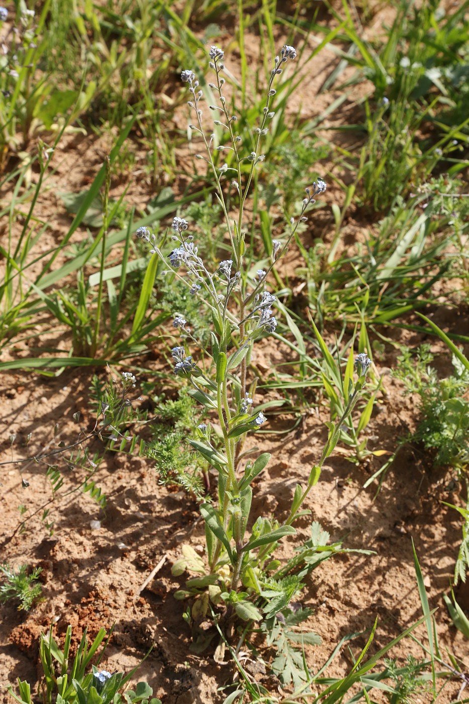 Изображение особи Myosotis arvensis.