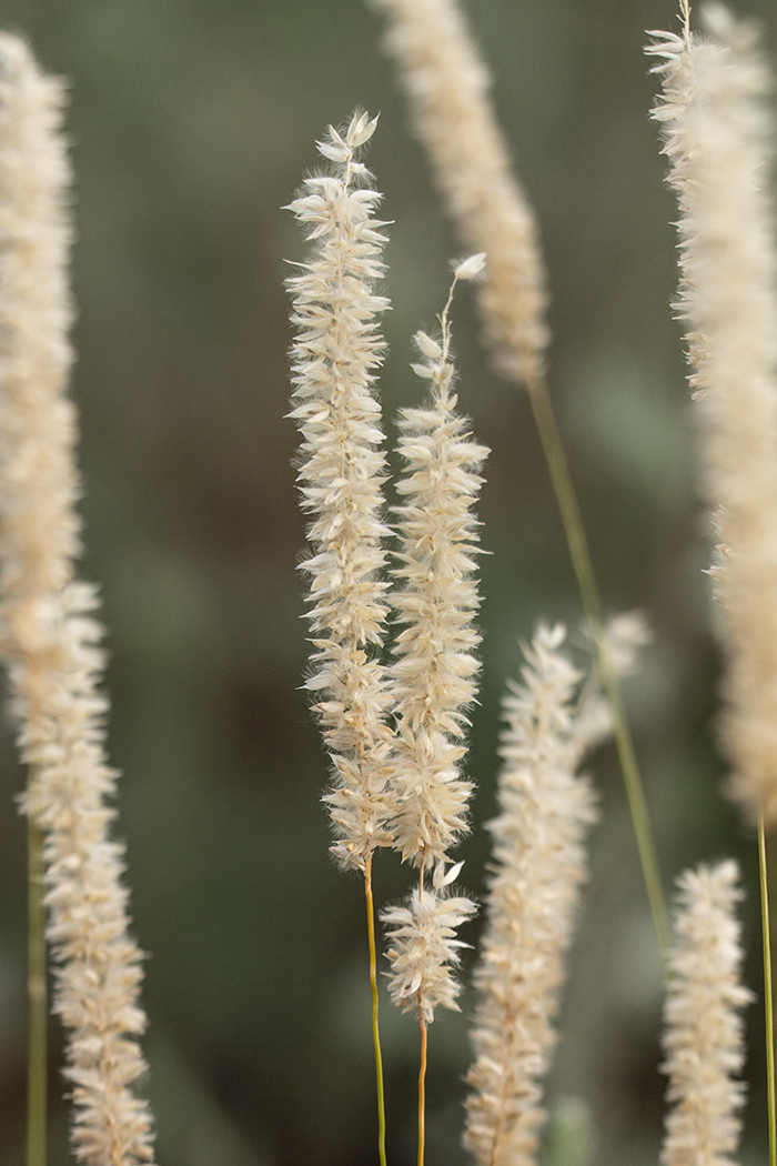 Image of Melica transsilvanica specimen.