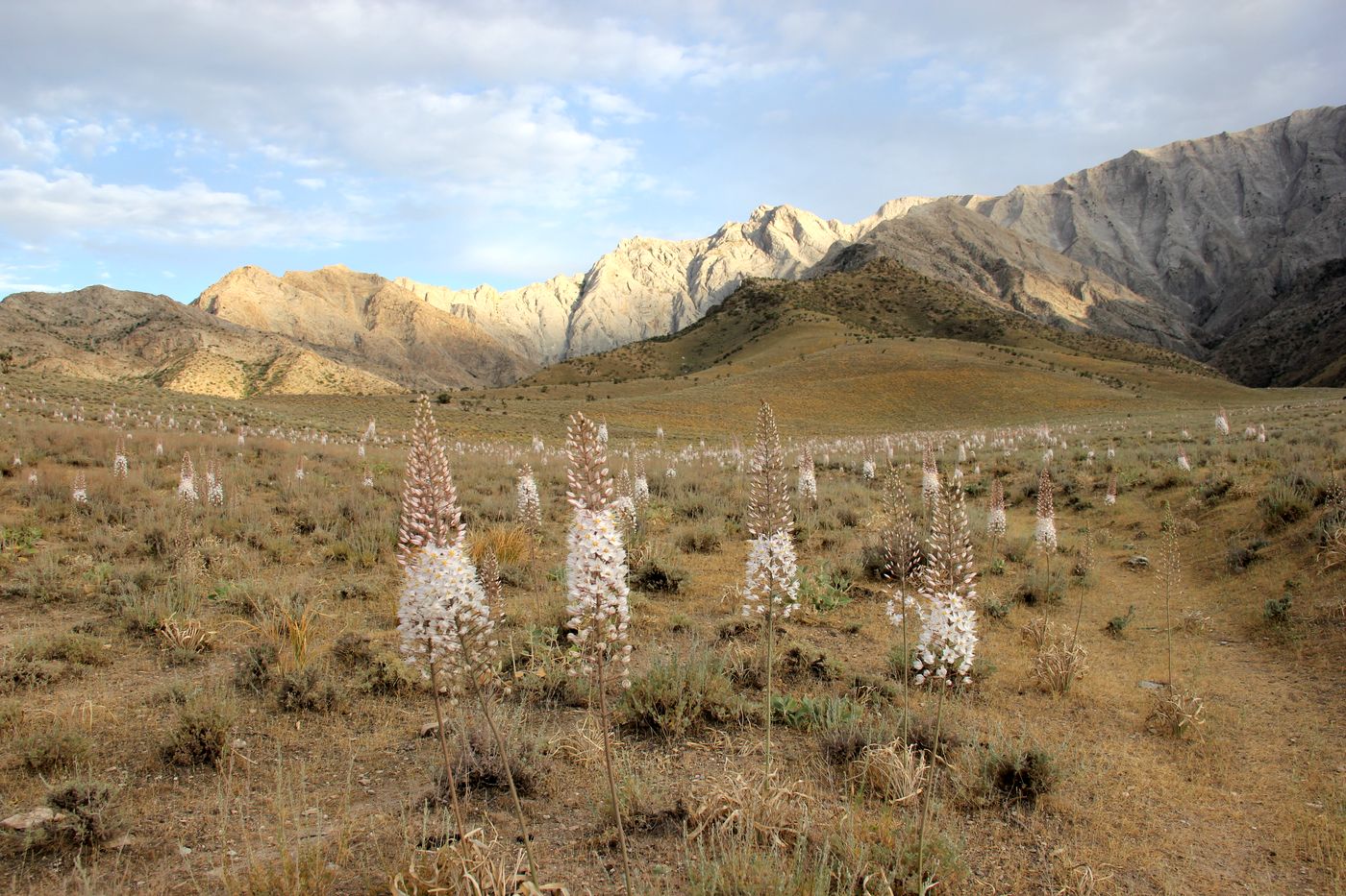 Image of Eremurus olgae specimen.