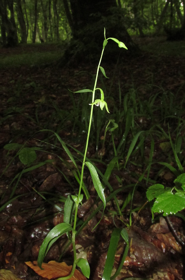 Image of Epipactis persica specimen.