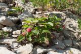 Fragaria viridis. Плодоносящее растение. Псковская обл., Псковский р-н, окр. погоста Выбуты, берег р. Великая, верхняя часть известнякового обрыва. 26.06.2018.