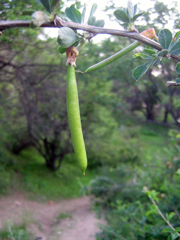 Image of Caragana camilli-schneideri specimen.