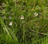 genus Euphrasia