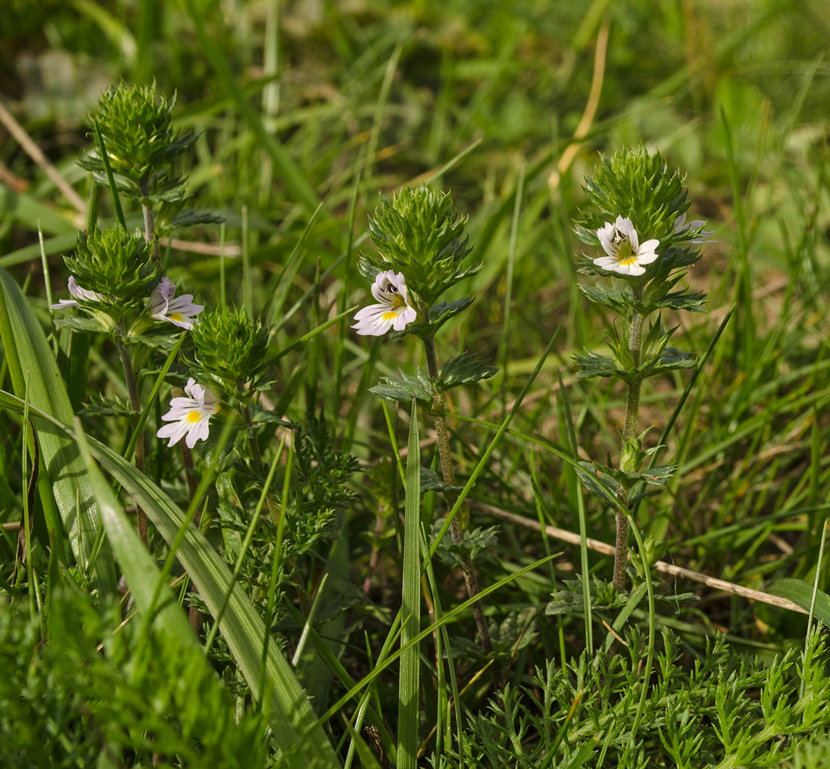 Изображение особи род Euphrasia.