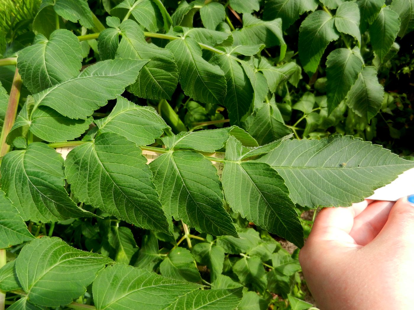 Image of Dahlia imperialis specimen.