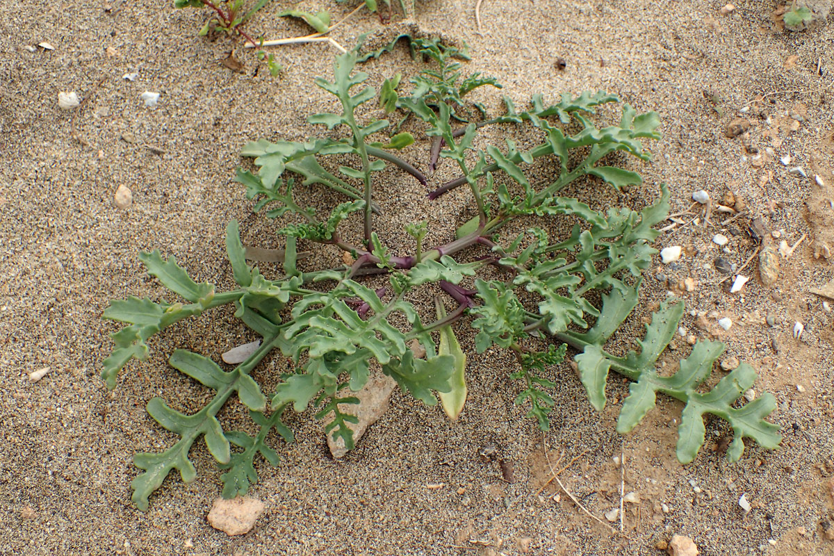 Image of Cakile maritima specimen.