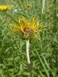 Inula salicina