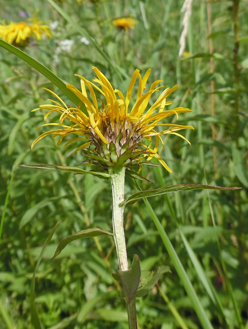 Image of Inula salicina specimen.
