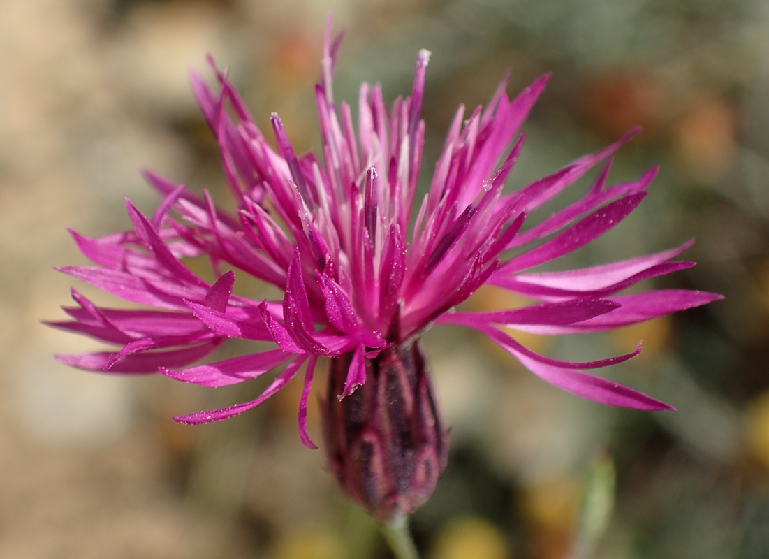 Изображение особи Crupina crupinastrum.